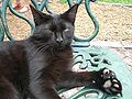 Hemingway Black House cat
