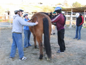 VR Grooming